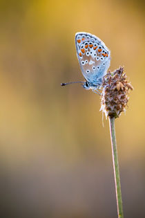 Schmetterling by hespiegl