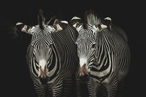 Zebras by hespiegl