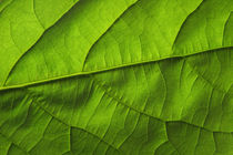 Avocado / Leaf by rgbilder