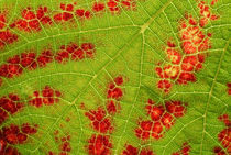 Weinblatt / Wine leaf von rgbilder