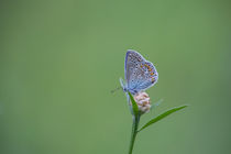 Butterfly by hespiegl