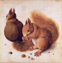 Squirrels by Albrecht Dürer