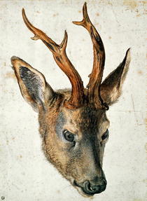 Head of a Roe Deer  by Albrecht Dürer