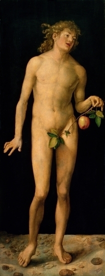Adam by Albrecht Dürer