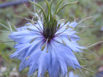 blaue Sommerblume by gabriela baumann