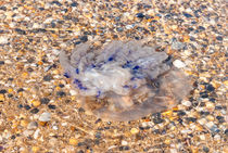 Large  jellyfish lies on the shore of a beach. von Serhii Zhukovskyi