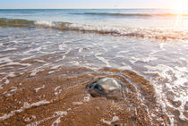 Large  jellyfish lies on the shore of a beach. von Serhii Zhukovskyi
