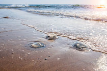 Large  jellyfish lies on the shore of a beach. by Serhii Zhukovskyi