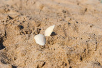 Sea shells on sand.  by Serhii Zhukovskyi