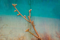 background with peach blossom branch by Serhii Zhukovskyi