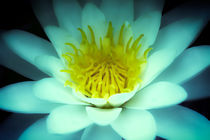 Traumhafte Lotusblüte von Bernhard Kaiser