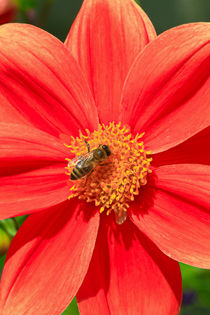 Blüte mit Biene von Bernhard Kaiser