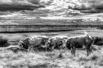 Resting Cows by David Pyatt