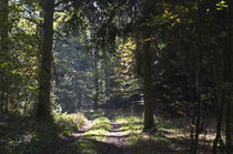 Wald.Weg von Eckhard Wende