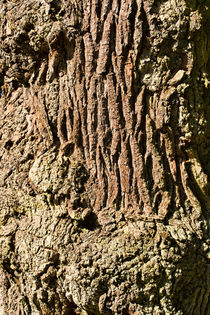 Ancient Oak von Colin Metcalf