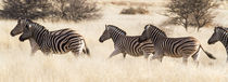 Zebras by Jan Schuler
