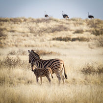 Zebras und Strauße von Jan Schuler