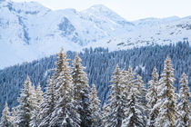 Winter in den Alpen von Jan Schuler