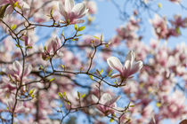 Magnolienblüten von Jan Schuler