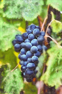Blue grapes by Wolfgang Pfensig