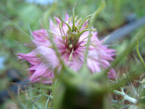 rosa Sommerblume von gabriela baumann