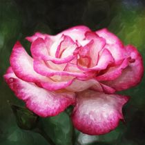 Rose weiß pink Aquarell by Christine Bässler