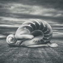She shell by Simon Siwak
