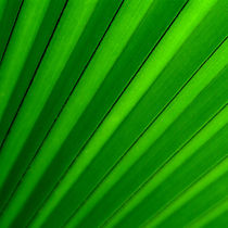 Fächerpalme / Palm leaf by rgbilder