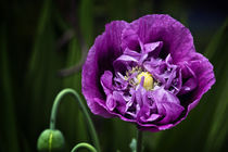 Pretty Purple Poppy Flower by Vicki Field