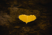 lost heart in autumn by hespiegl