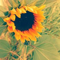 Sonnenblume by ivy