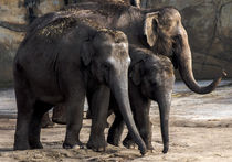 Elefanten Familie von Klaus Tetzner