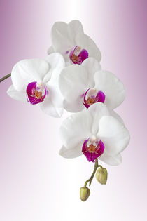 Phalaenopsis Orchidee - orchid by monarch