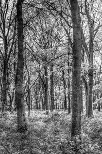 The Peaceful Forest von David Pyatt