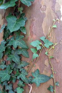 ivy on tree by feiermar