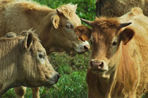 Farm cows von Angelo DeVal