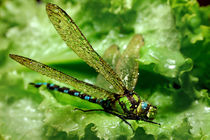 green dragonfly by Yuri Hope
