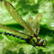 Green-dragonfly