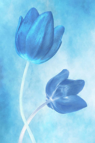 Tulpe-blau