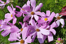 purple flowers in the sun by feiermar