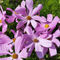 Purple-flowers-in-the-sun-bun