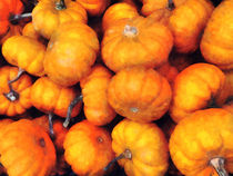 Baby Pumpkins von Susan Savad