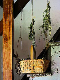 Basket and Drying Herbs by Susan Savad
