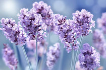 Lavendel  von Violetta Honkisz