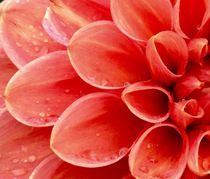 Red Dahlia by Ruth Baker