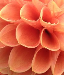 Apricot Dahlias in the rain by Ruth Baker