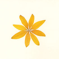 Sonnenblume von Susanne Müller