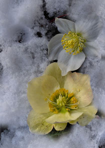 Snow rose - Christrose von Chris Berger