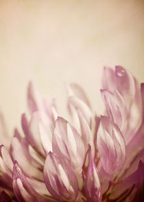 Klee Blüte von Josephine Mayer-Hartmann