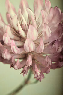 Blüte von Josephine Mayer-Hartmann
